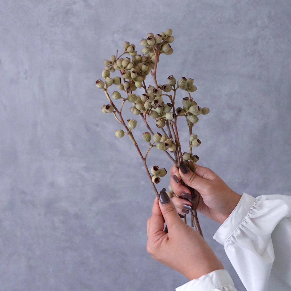 実の美しさを堪能する ーEucalyptus spp. アンバーナッツー
