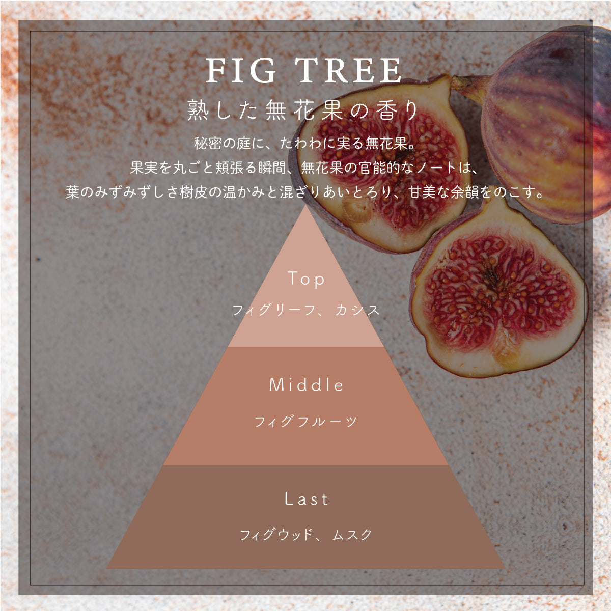 フレグランス エビエール 15ml <br>FIG TREE / フィグツリー