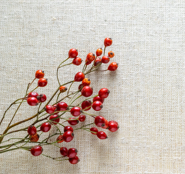 冬景色に映える赤い実ーRosa multifloraー