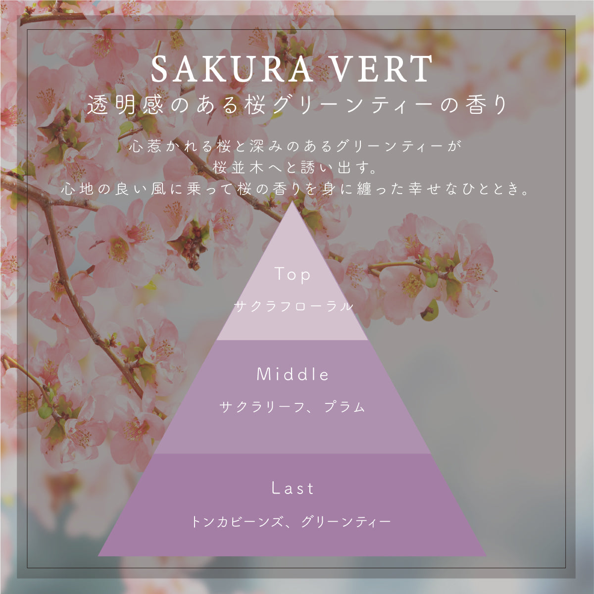 桜の香り｜ハンド & ボディーミルク SAKURA VERT / サクラヴァート